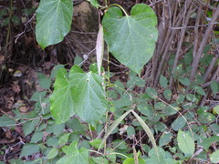 Vincetoxicum auriculatum