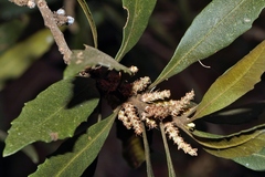 Myrica serrata, photograph i_c_riddell, CC BY, iNaturalist via GBIF