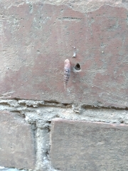 Clausiliidae
