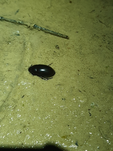 Kleiner Kolbenwasserkäfer