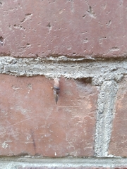 Clausiliidae