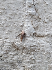 Clausiliidae