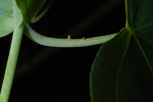 Passiflora pallens, photograph 6