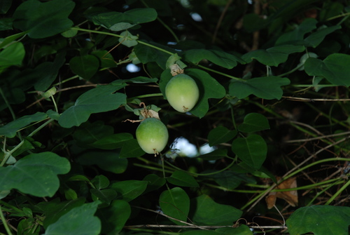 Image of Passiflora pallens by (c) Douglas Goldman, some rights reserved (CC BY-SA)