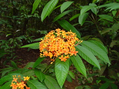 Ixora congesta