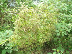 Polyscias diversifolia