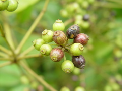 Polyscias diversifolia