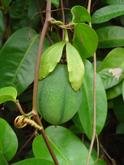 Passiflora laurifolia