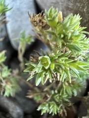 Annual Knawel (Scleranthus annuus)
