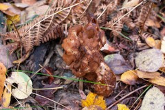 Gyromitra