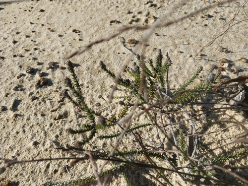 Renoster Hardleaf (Phylica thunbergiana)