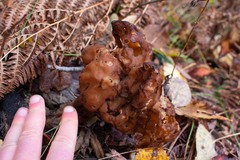 Gyromitra