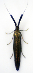 Coleophora mayrella