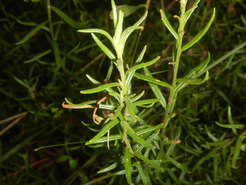 Coopernookia barbata (Coopernookia barbata)