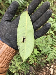 Toxicodendron striatum