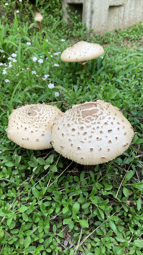 Chlorophyllum molybdites