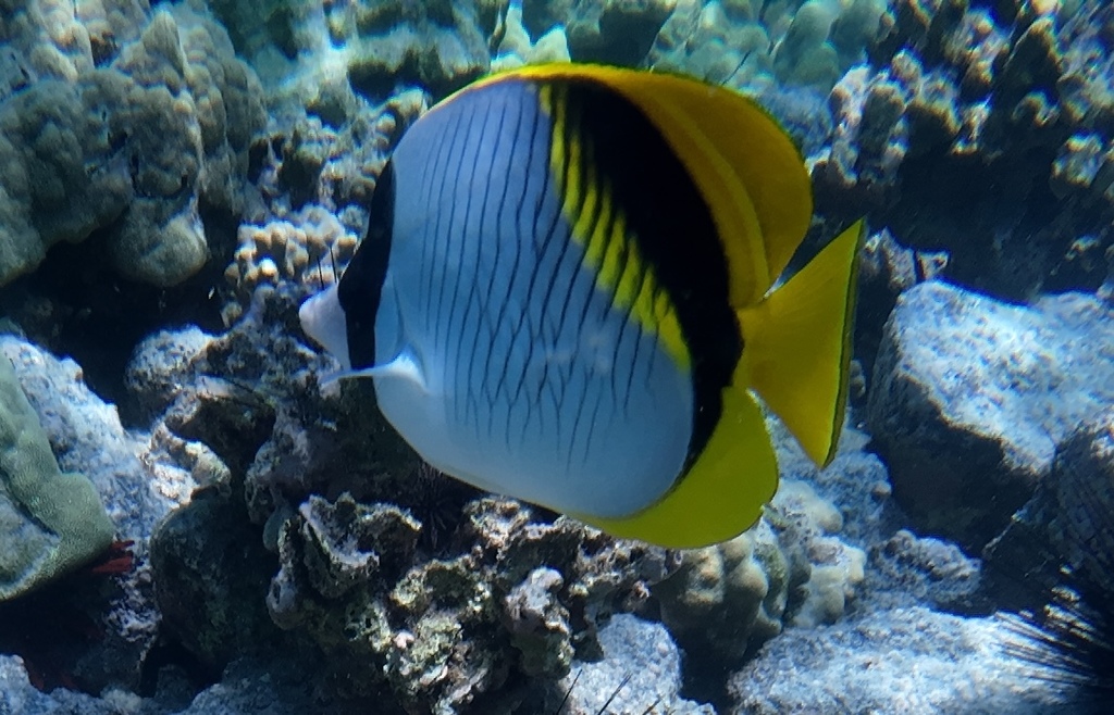 Lined butterflyfish