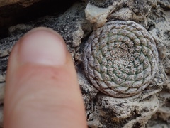 Strombocactus disciformis disciformis