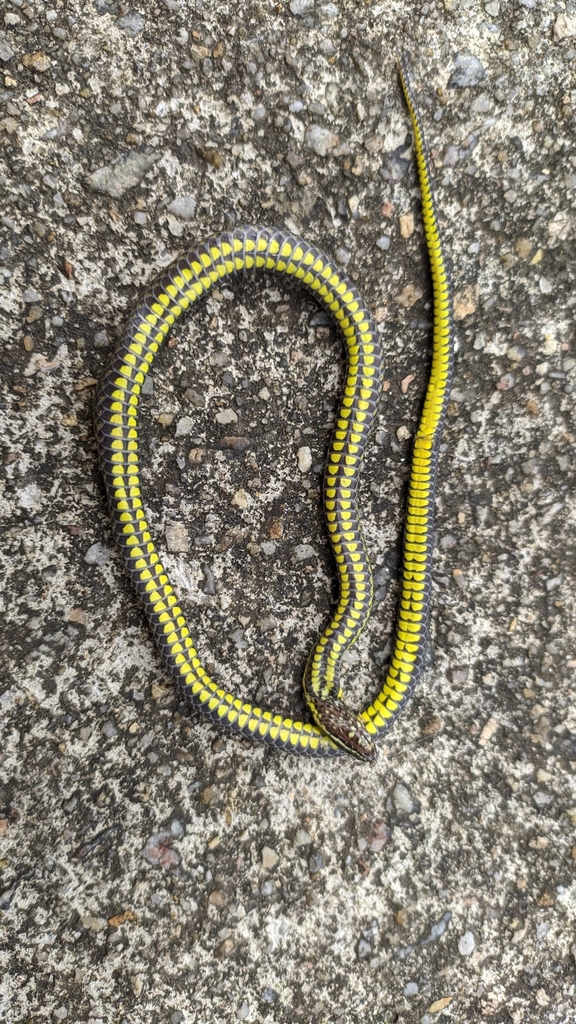 Dotted Brown Snake