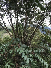 Toxicodendron striatum