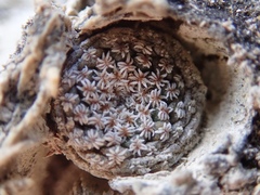 Strombocactus disciformis disciformis