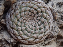 Strombocactus disciformis disciformis