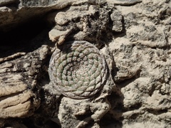 Strombocactus disciformis disciformis