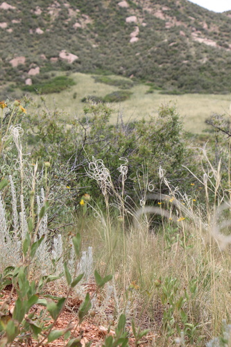 New Mexico Feathergrass (Hesperostipa neomexicana)