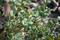 Zygophyllum