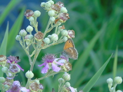 Coenonympha pamphilus