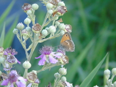 Coenonympha pamphilus