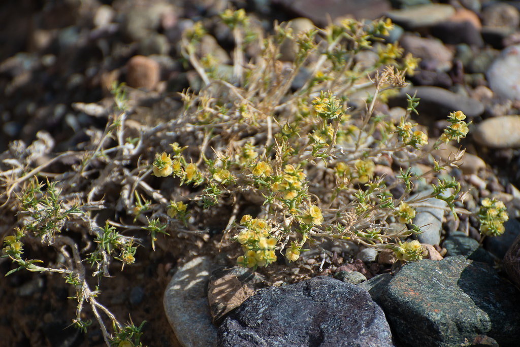 Arthrophytum