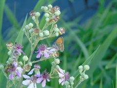 Coenonympha pamphilus