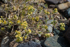Arthrophytum iliense