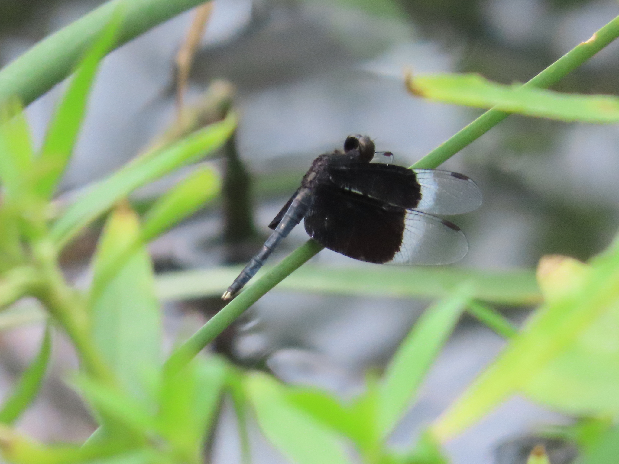 Pied Paddy Skimmer