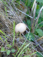 Agaricales