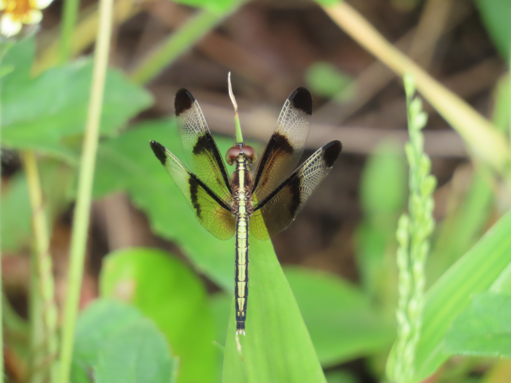 Pied Paddy Skimmer