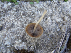 Agaricales