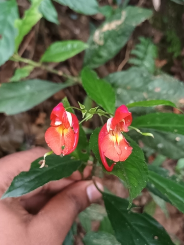 Tyrian Red Balsam (Impatiens phoenicea)
