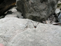 Leiobunum viridorsum