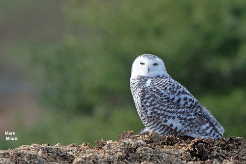 Snowy Owl, photo 6 of 7