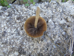 Agaricales