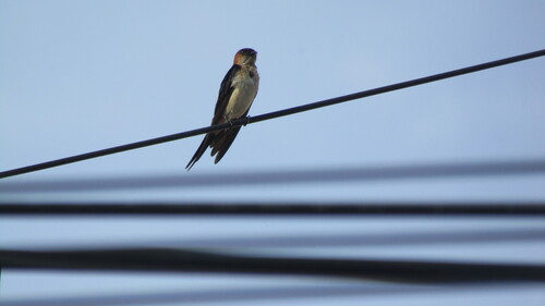Golondrina dáurica (Cecropis daurica)