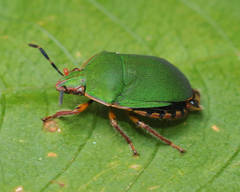 Polytes velutinus