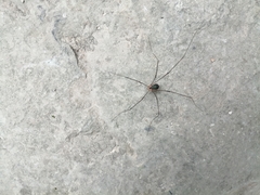 Leiobunum viridorsum