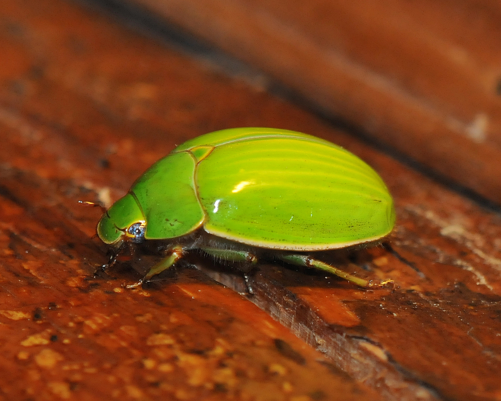 Platycoelia flavostriata