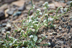 Heliotropium ellipticum