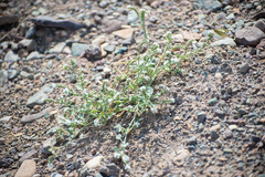 Heliotropium ellipticum