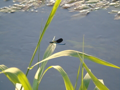 Calopteryx splendens
