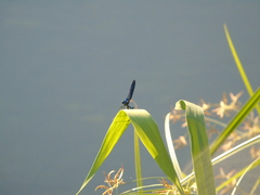Calopteryx splendens